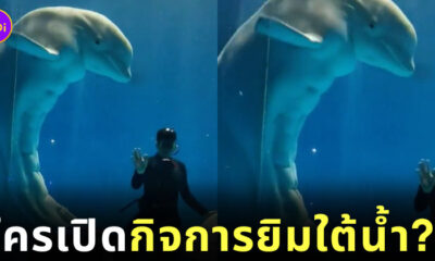 วาฬเบลูก้าโชว์หุ่นลีน กล้ามท้องแน่น