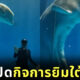 วาฬเบลูก้าโชว์หุ่นลีน กล้ามท้องแน่น