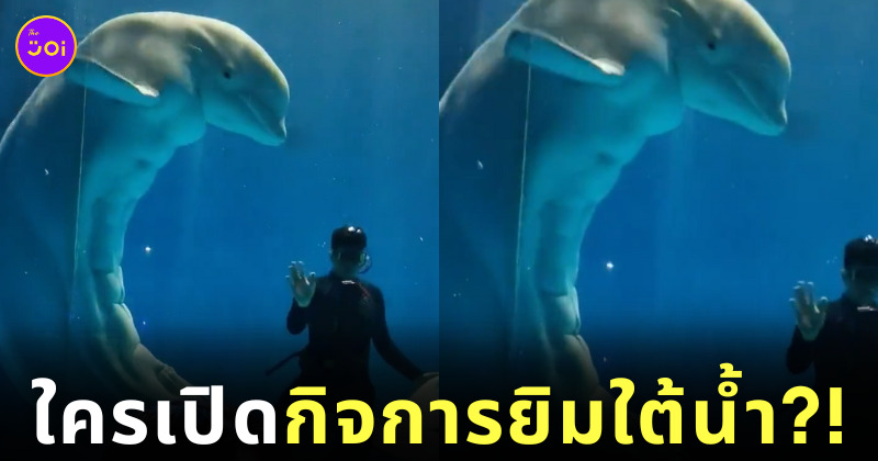 วาฬเบลูก้าโชว์หุ่นลีน กล้ามท้องแน่น