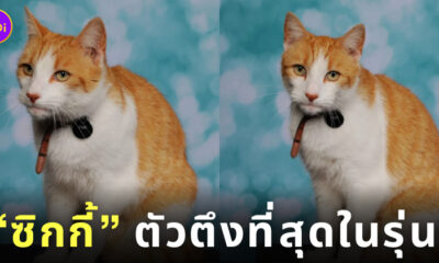 แมวถ่ายหนังสือรุ่นโรงเรียน