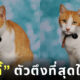 แมวถ่ายหนังสือรุ่นโรงเรียน