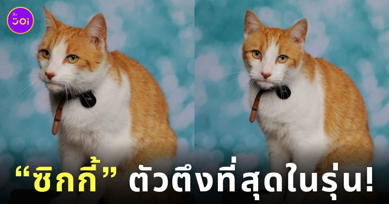 แมวถ่ายหนังสือรุ่นโรงเรียน