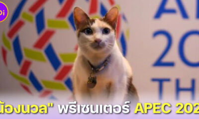 ทาสแมวเลิฟเลย! น้องนวล แมวกต. ขึ้นแท่นพรีเซนเตอร์โปรโมทการประชุม APEC 2022 ในไทย