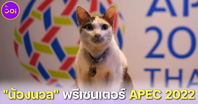 ทาสแมวเลิฟเลย! น้องนวล แมวกต. ขึ้นแท่นพรีเซนเตอร์โปรโมทการประชุม APEC 2022 ในไทย