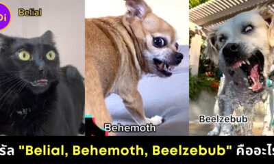 ไวรัล TikTok Belial, Behemoth, Beelzebub คืออะไร ทำไมมีแต่ภาพสัตว์เลี้ยงเกรี้ยวกราดแทนปีศาจ