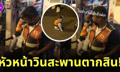 แมวสวมเสื้อกั๊กวิน สะพานตากสิน