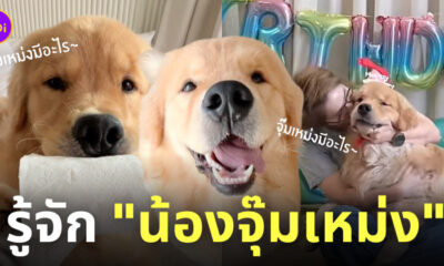 Fleem Template The Joi FBWebsite 3 11