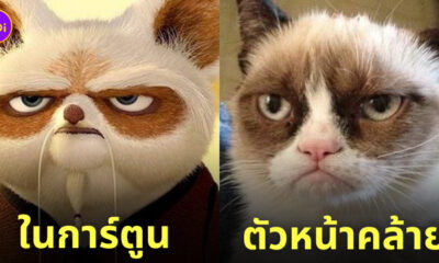 สัตว์หน้าเหมือนการ์ตูน