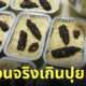 ขนมทรายแมว ขนมเค้กอึแมว