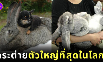 กระต่ายยักษ์เฟลมมิช กระต่ายตัวใหญ่ที่สุดในโลก