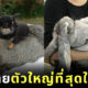 กระต่ายยักษ์เฟลมมิช กระต่ายตัวใหญ่ที่สุดในโลก