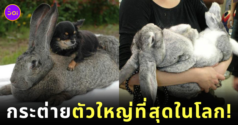 กระต่ายยักษ์เฟลมมิช กระต่ายตัวใหญ่ที่สุดในโลก