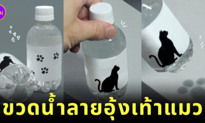 ขวดน้ำเท้าแมว