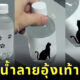 ขวดน้ำเท้าแมว