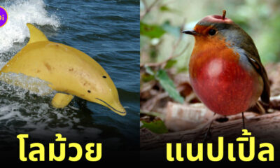 ภาพสัตว์ทุกชนิดผสมเข้ากับพืชผักผลไม้
