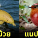 ภาพสัตว์ทุกชนิดผสมเข้ากับพืชผักผลไม้