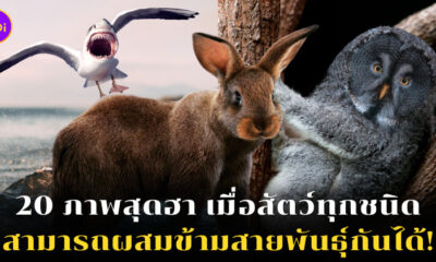ภาพสัตว์ผสมข้ามสายพันธุ์