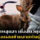 ภาพสัตว์ผสมข้ามสายพันธุ์
