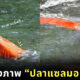 AI สร้างภาพปลาแซลมอนในน้ำ