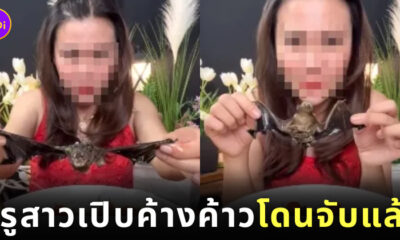 ครูสาวกินยำค้างคาวโดนจับ