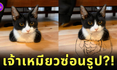 ภาพไวรัลแมวญี่ปุ่น