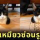 ภาพไวรัลแมวญี่ปุ่น