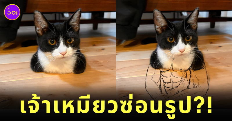 ภาพไวรัลแมวญี่ปุ่น