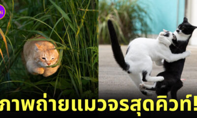 ภาพแมวจรจัด ผลงานจากช่างภาพชาวญี่ปุ่น Masayuki Oki