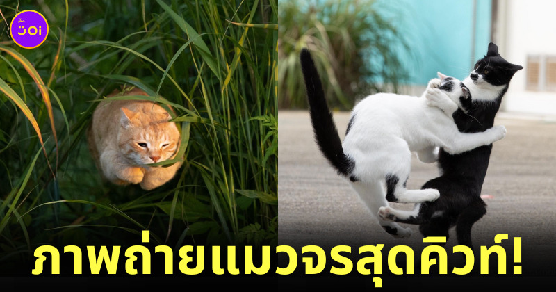 ภาพแมวจรจัด ผลงานจากช่างภาพชาวญี่ปุ่น Masayuki Oki