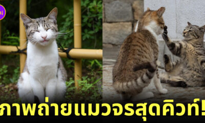 ภาพแมวจรจัด ผลงานจากช่างภาพชาวญี่ปุ่น Masayuki Oki