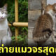 ภาพแมวจรจัด ผลงานจากช่างภาพชาวญี่ปุ่น Masayuki Oki