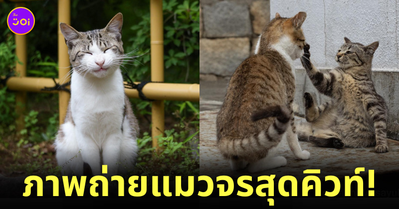 ภาพแมวจรจัด ผลงานจากช่างภาพชาวญี่ปุ่น Masayuki Oki