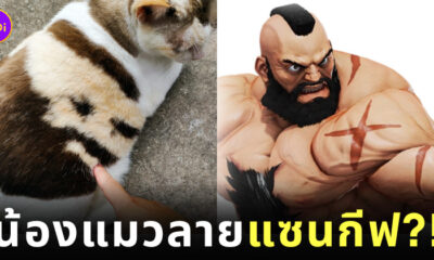 แมวลายแซนกีฟ