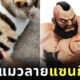 แมวลายแซนกีฟ