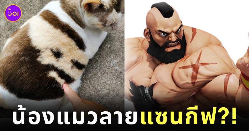 แมวลายแซนกีฟ
