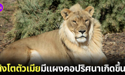 สิงโตเพศเมียมีแผงคอขึ้น