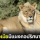สิงโตเพศเมียมีแผงคอขึ้น