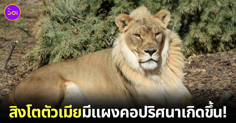 สิงโตเพศเมียมีแผงคอขึ้น