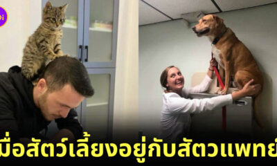 ภาพโมเมนต์สุดฮาระหว่างเหล่าสัตว์เลี้ยงและสัตวแพทย์
