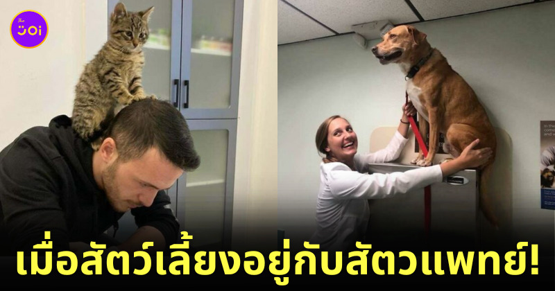 ภาพโมเมนต์สุดฮาระหว่างเหล่าสัตว์เลี้ยงและสัตวแพทย์