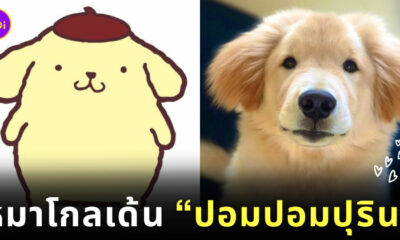 Dipper หมาโกลเด้นเหมือนปอมปอมปุริน
