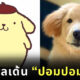 Dipper หมาโกลเด้นเหมือนปอมปอมปุริน