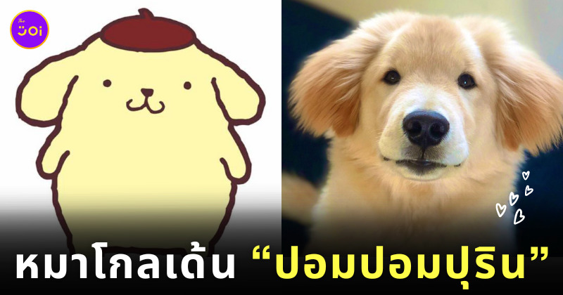 Dipper หมาโกลเด้นเหมือนปอมปอมปุริน