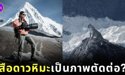 เสือดาวหิมะ ภาพตัดต่อ