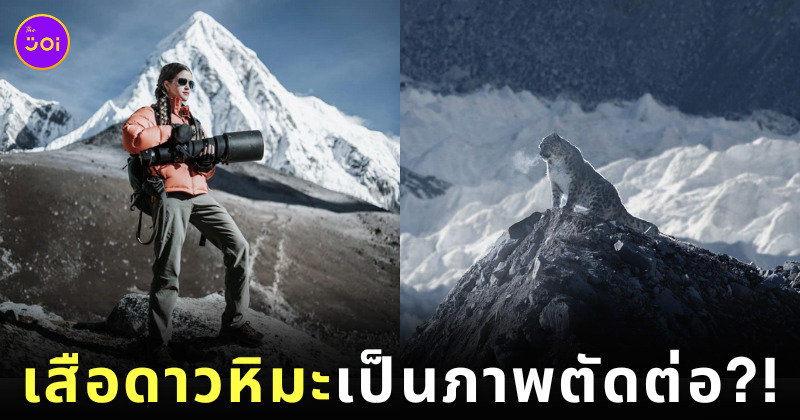 เสือดาวหิมะ ภาพตัดต่อ