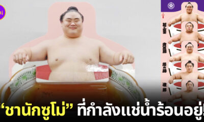 สินค้า ชานักซูโม่ ญี่ปุ่น
