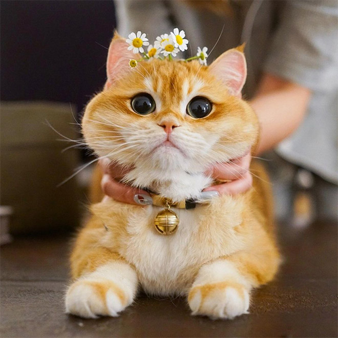 pisco puss in boots