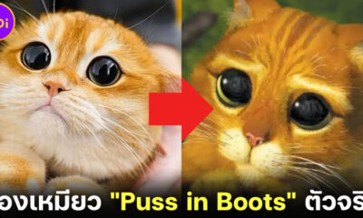 "ปิสโก (Pisco)" น้องแมวส้มบริติชชอร์ตแฮร์ชื่อดังบน IG เจ้าของฉายา "Puss in Boots" ตัวจริง!