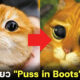 "ปิสโก (Pisco)" น้องแมวส้มบริติชชอร์ตแฮร์ชื่อดังบน IG เจ้าของฉายา "Puss in Boots" ตัวจริง!