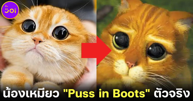 "ปิสโก (Pisco)" น้องแมวส้มบริติชชอร์ตแฮร์ชื่อดังบน IG เจ้าของฉายา "Puss in Boots" ตัวจริง!